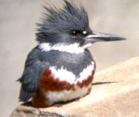 <img200*0:stuff/z/65185/[The%2520Mad%2520Hatter]%2527s%2520Photography/kingfisher2.jpg>